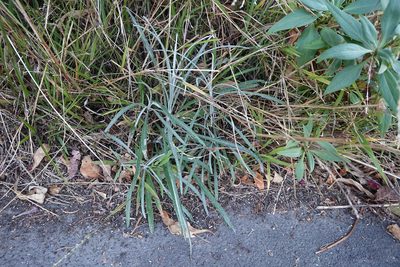Senecio quadridentatus, photographed by Jon Sullivan