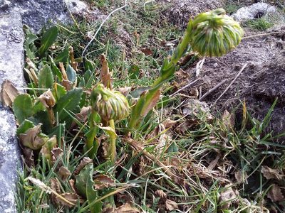 Senecio serratifolius, photographed by Humber Alberto