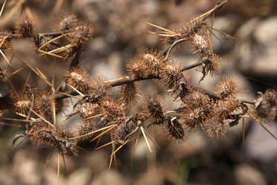 Xanthium spinosum, photographed by Вячеслав Юсупов