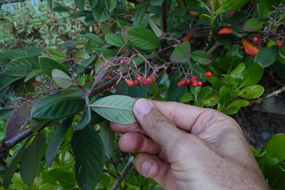 Cotoneaster coriaceus, photographed by Jon Sullivan