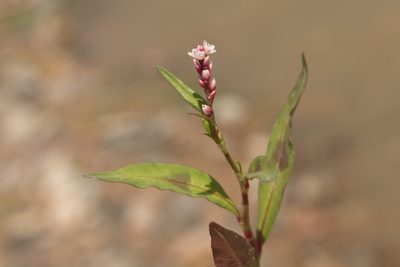 Persicaria maculosa, photographed by Вячеслав Юсупов