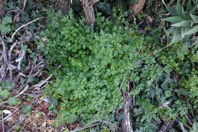 Petroselinum crispum, photographed by Jon Sullivan
