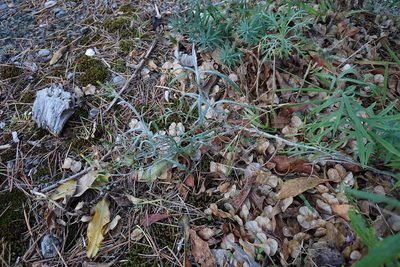 Senecio quadridentatus, photographed by Jon Sullivan