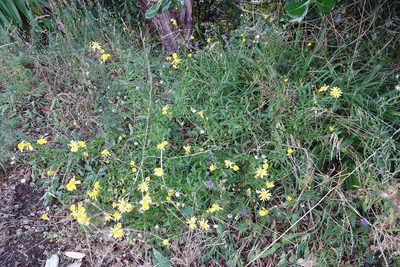Senecio skirrhodon, photographed by Jon Sullivan