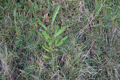 Dodonaea viscosa, photographed by Jon Sullivan