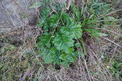 Acanthus mollis, photographed by Jon Sullivan