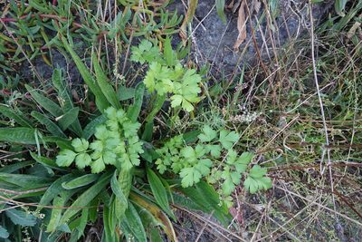 Petroselinum crispum, photographed by Jon Sullivan
