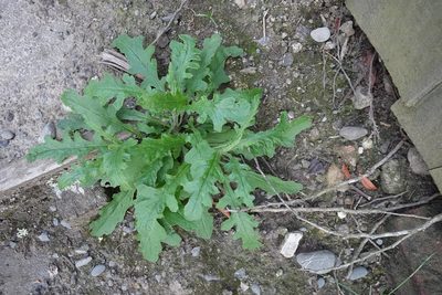 Senecio hispidulus, photographed by Jon Sullivan