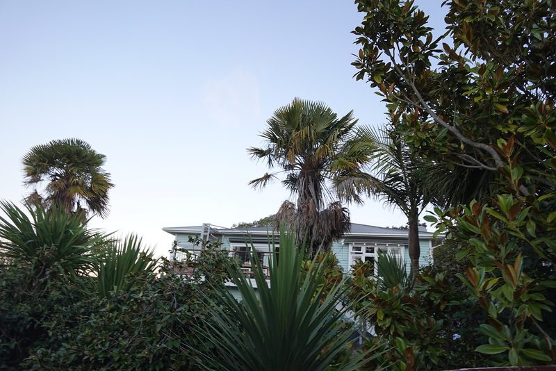 Trachycarpus fortunei, photographed by Jon Sullivan