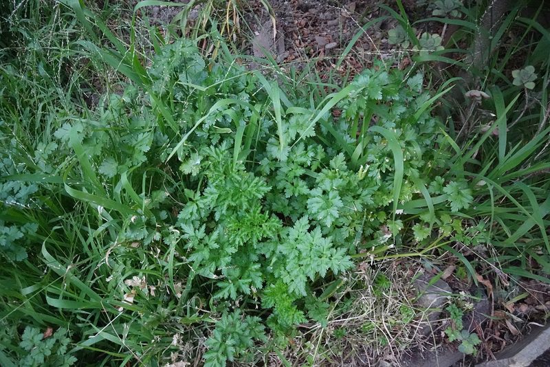 Petroselinum crispum, photographed by Jon Sullivan
