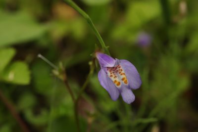 Mazus miquelii, photographed by Se Lena