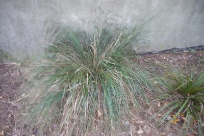 Anemanthele lessoniana, photographed by Jon Sullivan