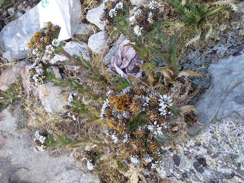 Perezia multiflora, photographed by Humber Alberto