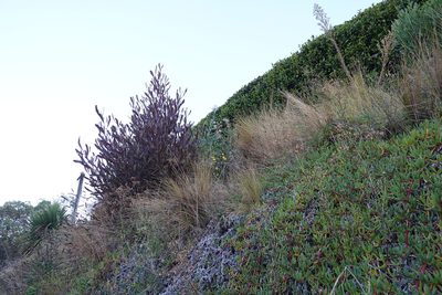 Senecio skirrhodon, photographed by Jon Sullivan