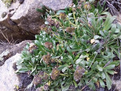 Valeriana nivalis, photographed by Humber Alberto