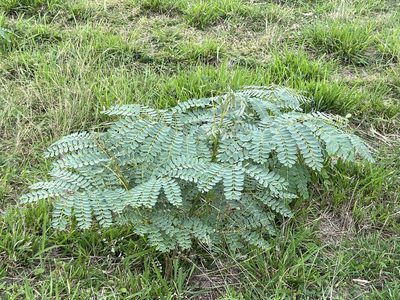 Samanea saman, photographed by Alan Weakley