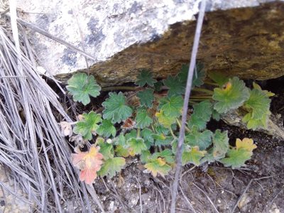 Geranium sessiliflorum, photographed by Humber Alberto