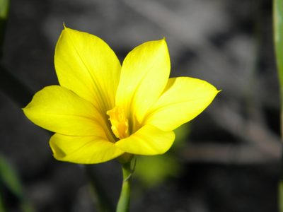 Moraea ochroleuca, photographed by Tim Kirsten
