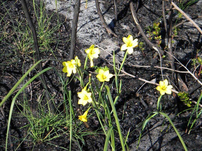 Moraea ochroleuca, photographed by Tim Kirsten
