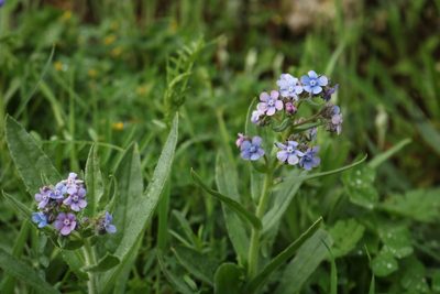 Cynoglottis barrelieri, photographed by Serena De Santis
