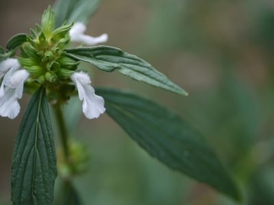 Leucas lavandulifolia, photographed by Dinesh Valke