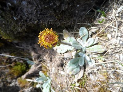 Senecio candollei, photographed by Humber Alberto