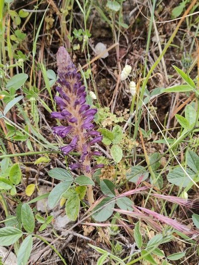 Orobanche lavandulacea, photographed by Riccardo Rocca