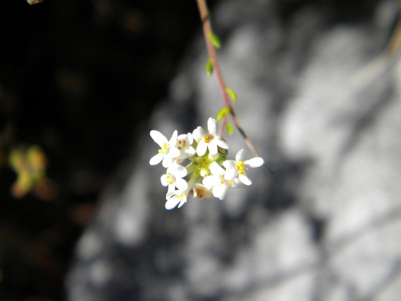 Selago levynsiae, photographed by Tim Kirsten