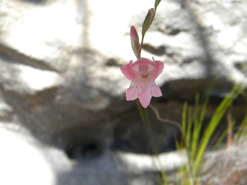 Gladiolus brevifolius, photographed by Tim Kirsten