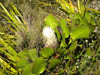 Protea cynaroides, photographed by Tim Kirsten