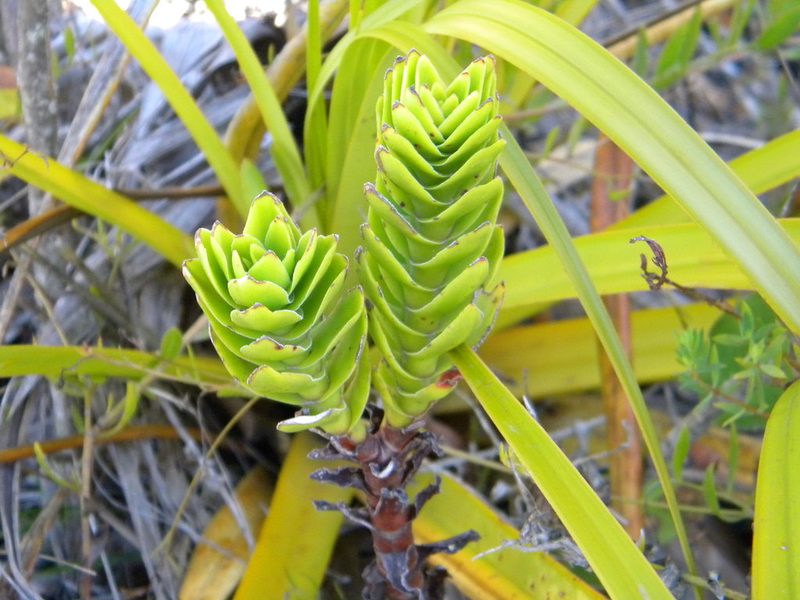Crassula coccinea, photographed by Tim Kirsten