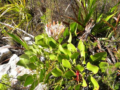 Protea cynaroides, photographed by Tim Kirsten