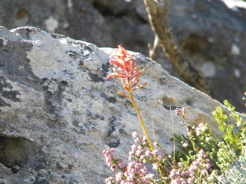 Disa ferruginea, photographed by Tim Kirsten