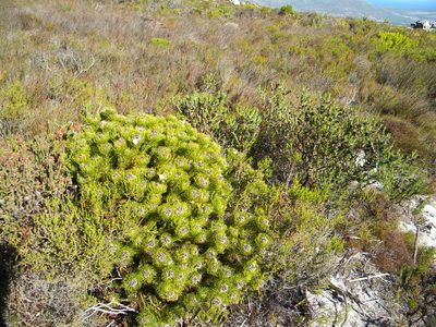 Serruria villosa, photographed by Tim Kirsten