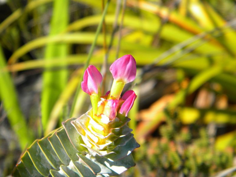 Penaea sarcocolla, photographed by Tim Kirsten