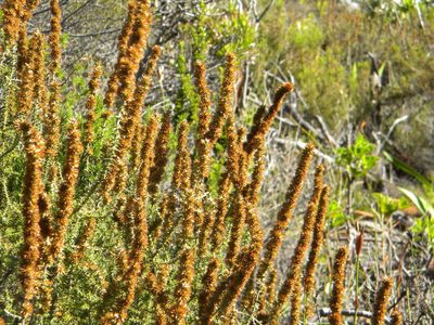 Stoebe cinerea, photographed by Tim Kirsten