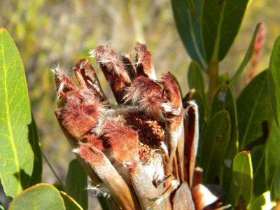 Protea lepidocarpodendron, photographed by Tim Kirsten