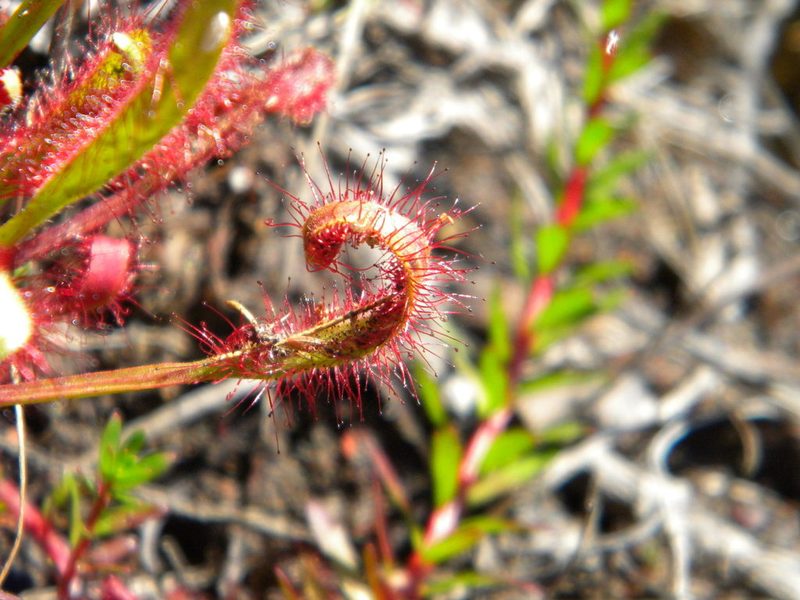 Drosera capensis, photographed by Tim Kirsten