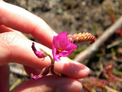 Drosera capensis, photographed by Tim Kirsten