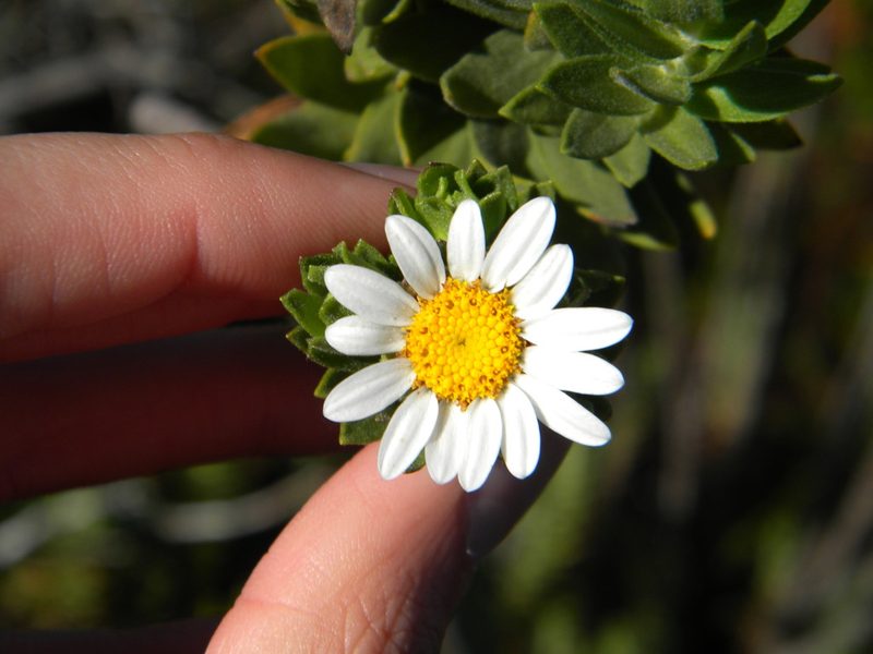 Osmitopsis asteriscoides, photographed by Tim Kirsten