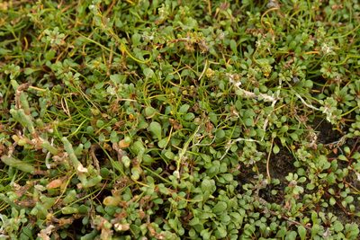 Samolus repens, photographed by Christopher Stephens