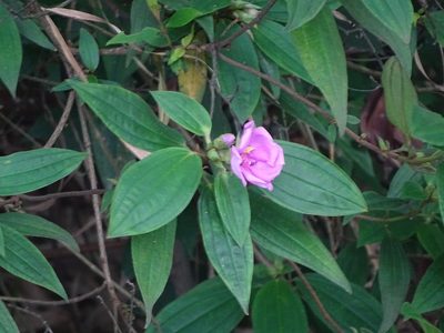 Melastoma malabathricum, photographed by 雲一百香果
