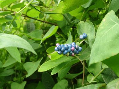 Polygonum perfoliatum, photographed by 雲一百香果