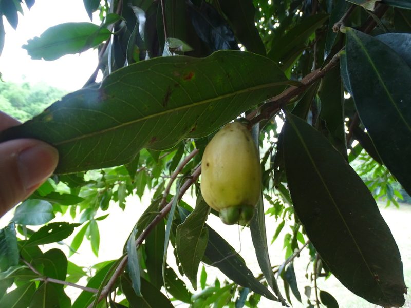 Syzygium jambos, photographed by 雲一百香果
