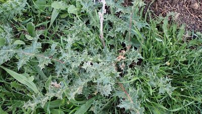Scolymus hispanicus, photographed by scolym