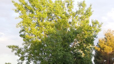 Populus nigra, photographed by scolym
