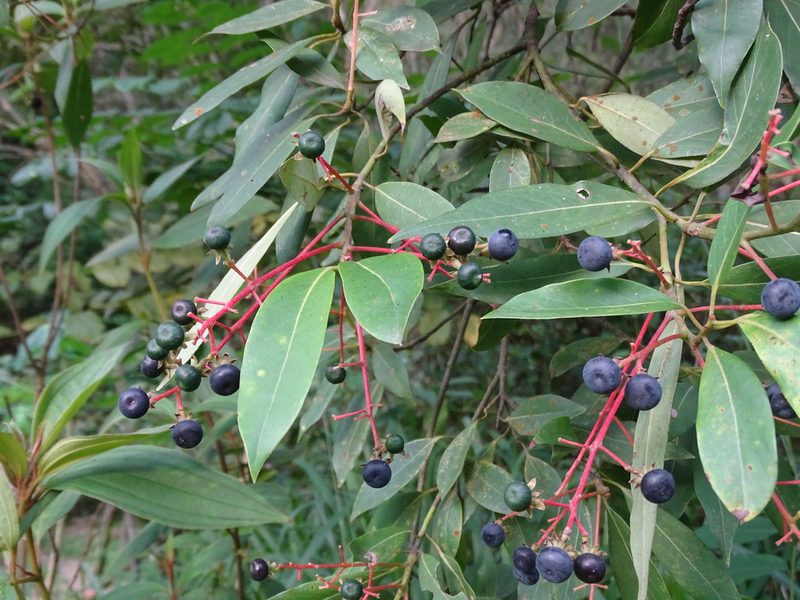 Machilus zuihoensis, photographed by 雲一百香果