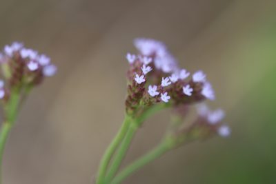 Verbena brasiliensis, photographed by Rich Sommer