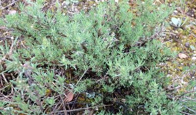 Thymus zygis, photographed by scolym