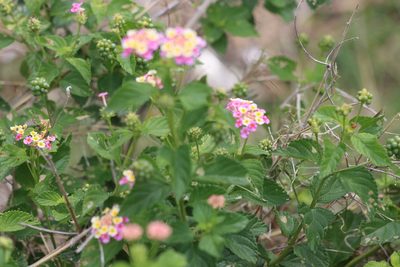 Lantana strigocamara, photographed by Rich Sommer